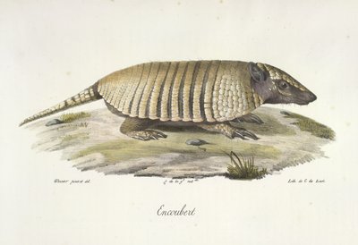 Encoubert, Armadillo, de Historia natural de los mamíferos (litografia en color) de French School