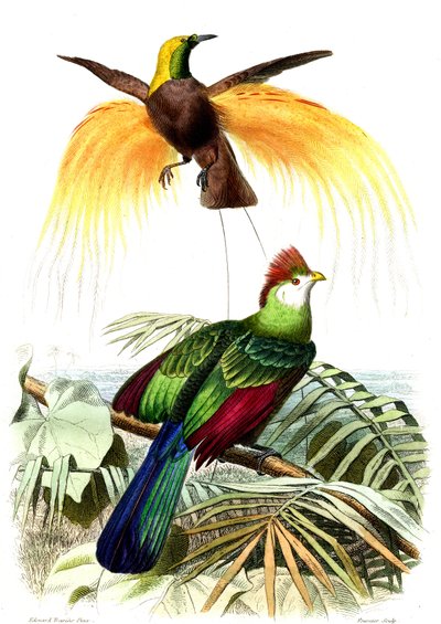 Aves exóticas: el pequeño paraíso esmeralda y el Touraco Pauline de French School