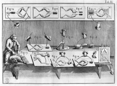 Experimento con ranas, ilustración de De viribus electricitatis in motu muscumari de French School