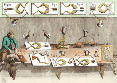 Experimento en ranas, ilustración de De viribus electricitatis in motu muscumari de French School