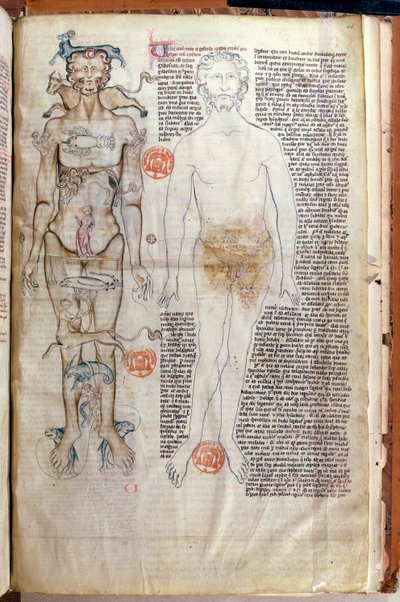 F.116v La relación entre el cuerpo humano y los signos del zodiaco, de un tratado médico de Abul Qasim Khalaf ibn al-Abbas al-Zahrawi (Abulcasis) (936-1013) traducido por Gerard de Cremone de French School