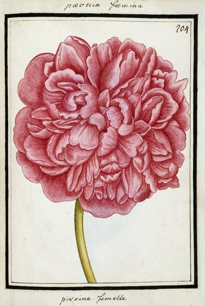 Peonía femenina, c.1700 de French School