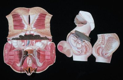 Figura anatómica femenina, de 