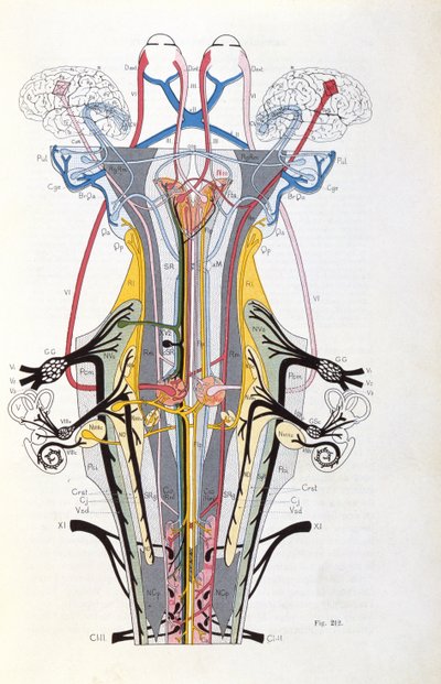Fig. 212 de Semiologie des Affections du Systeme Nerveux por J. Dejerine, 1914 de French School