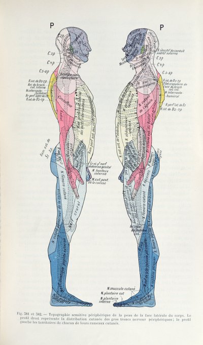 El sistema nervioso, de Semiologie des Affections du System Nerveux por J. Dejerine, 1914 de French School