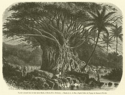 Figuier colossal en la bahía Anna-Maria, en Nouka-Hiva, Oceanía de French School