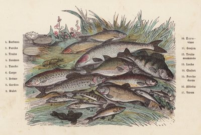 Pescado (grabado en color) de French School