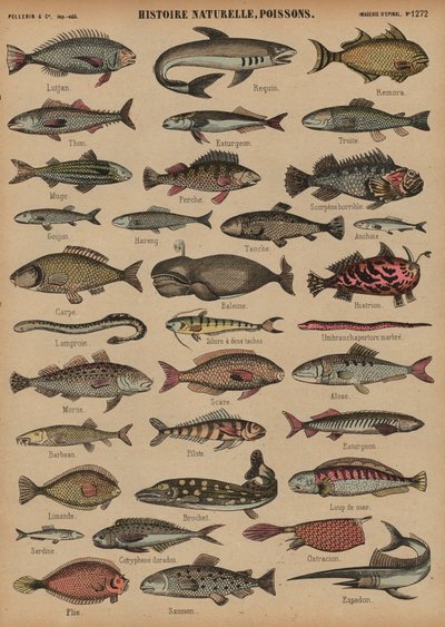 Peces de French School