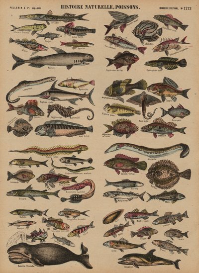Peces de French School