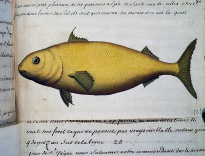 Pez tan grande como el bacalao, Isla De La Sante, acuarela del libro de registro por Jacques Gouin de Beauchesne (1652-1730), capitán de la Compagnie royale de la Mer du Sud, de 1698 a 1701, Francia de French School