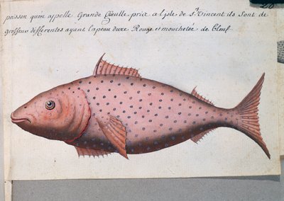 Pez llamado Boca Grande, isla de Sao Vicente, Cabo Verde, acuarela del libro de registro por Jacques Gouin de Beauchesne (1652-1730), capitán de la Compagnie royale de la Mer du Sud, de 1698 a 1701, Francia de French School