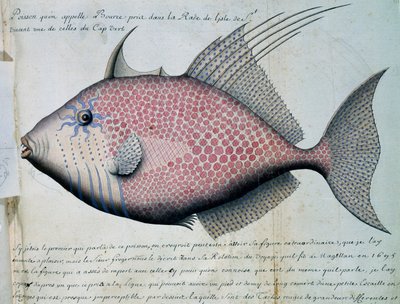 Pez llamado Bource, isla de Sao Vicente, Cabo Verde, acuarela del libro de bitácora de Jacques Gouin de Beauchesne, capitán de la Compagnie royale de la Mer du Sud, de 1698 a 1701, Francia de French School