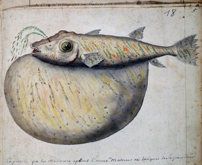 Pez llamado Crocros, isla de Sao Vicente, Cabo Verde, acuarela del libro de registro por Jacques Gouin de Beauchesne (1652-1730), capitán de la Compagnie royale de la Mer du Sud, de 1698 a 1701, Francia de French School