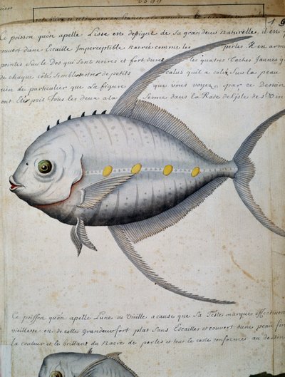 Pez llamado Lisse, isla de Sao Vicente, Cabo Verde, acuarela del cuaderno de bitácora de Jacques Gouin de Beauchesne (1652-1730), capitán de la Compagnie royale de la Mer du Sud, de 1698 a 1701, Francia de French School
