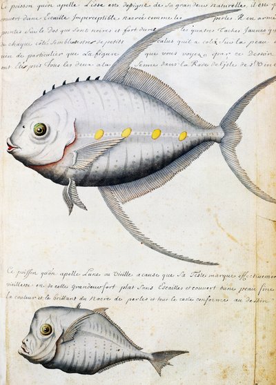 Pez llamado Lisse y pez luna, isla de Sao Vicente, Cabo Verde, acuarela del libro de bitácora de Jacques Gouin de Beauchesne (1652-1730), capitán de la Compagnie royale de la Mer du Sud, de 1698 a 1701, Francia de French School