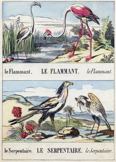 Flamenco y serpiente. Grabado en "Buffon Alphabet des Oiseaux n 2". 3ª Serie N 2. Imágenes de Epinal, Epinal, finales del siglo XIX. 16 páginas. de French School