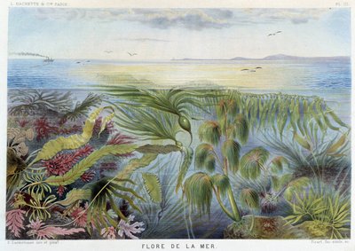 Flora del mar - en "Le Monde de la Mer" de Alfred Fredol, ed. París, Hachette. de French School