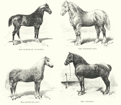 Cuatro razas equinas francesas: Merlerault, Boulonnaise, Percheronne, Ardennaise (grabado) de French School