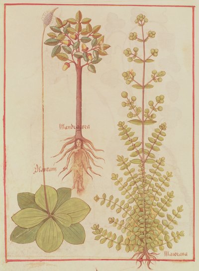 Fr 12322 f.180v Plátano, mejorana y mandrágora, del Libro de las Simples Medicinas, c.1520-30 de French School