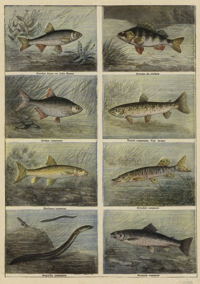 Peces de agua dulce franceses de French School