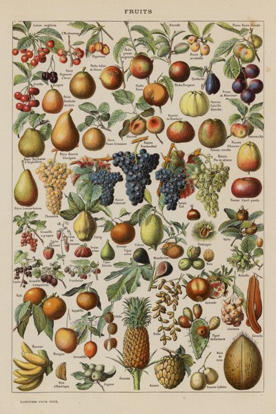 Fruta (litografía en color) de French School