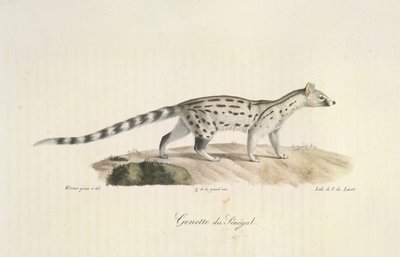 Senegal Genet, de Historia natural de los mamíferos (litografia en color) de French School