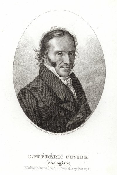 George Cuvier de French School