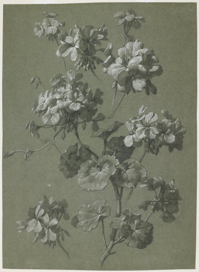 Geranio (Pelargonium sp.) de French School