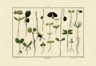 Germinación, 1833-39 de French School