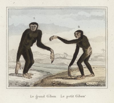 Gibones de French School