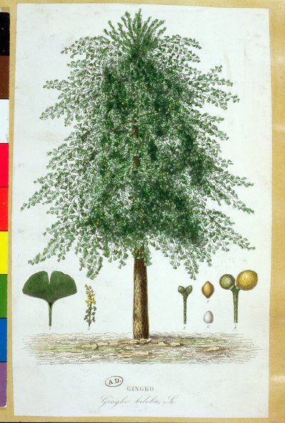 Árbol de Ginkgo biloba de French School