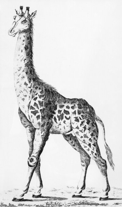 Jirafa traída por el Sr. Levaillant al viajar por África, ilustración de Observations sur la Physique, sur l