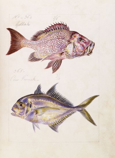 Gollah etc, c.1850 de French School