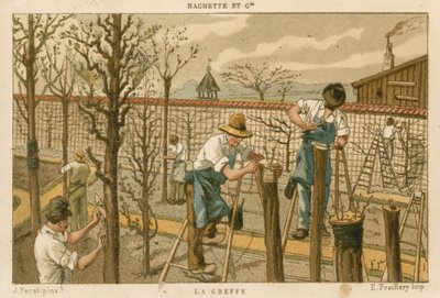 Injerto de árboles de French School