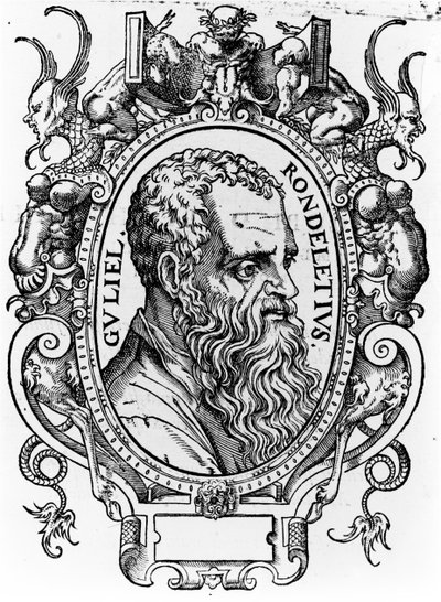 Guillaume Rondelet de French School