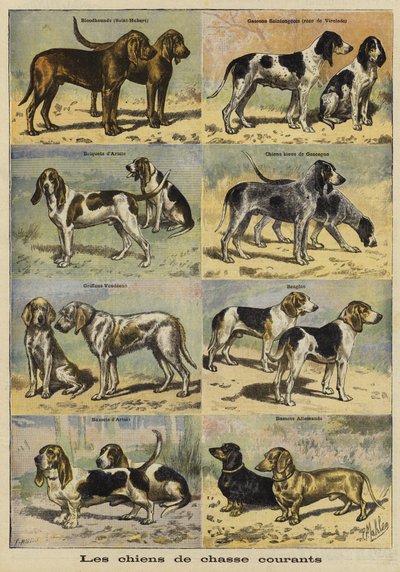 Perros de caza de French School