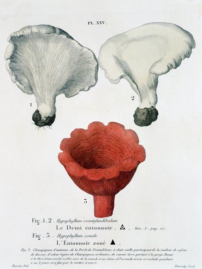 Medio embudo y embudo zonificado en “Traité des champignons” de Jean Jacques Paulet, finales del siglo XVIII de French School