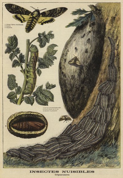 Insectos dañinos: Esfinge de la calavera de French School