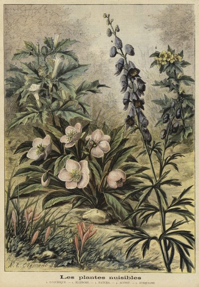 Plantas dañinas de French School