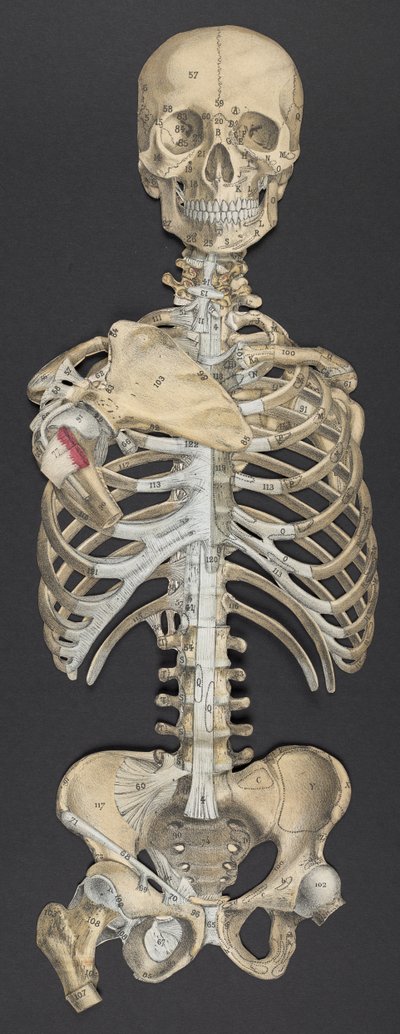 Cabeza y torso, de 