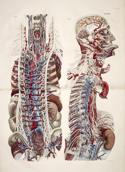 Cabeza y torso, de 
