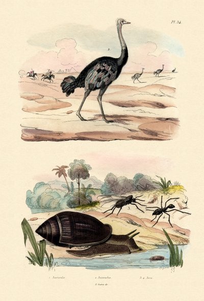 Caracol Heraldo, 1833-39 de French School