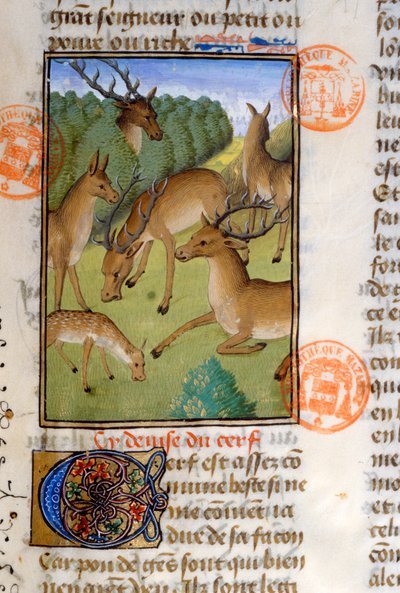Manada de ciervos, del Livre de la Chasse de Gaston Phebus de Foix (1331-91) de French School