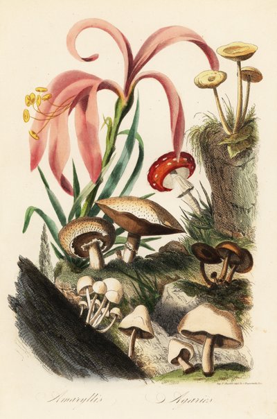 Especies de Hippeastrum, agárico de mosca, Amanita muscaria, Amanita caesarea, hongo de César, Amanita caesarea y otros hongos de French School