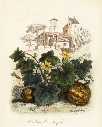 Melón de Honfleur, Cucumis melo de French School