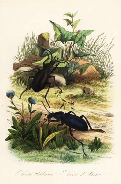 Grandes escarabajos violetas de tierra, Carabus scabrosus de French School