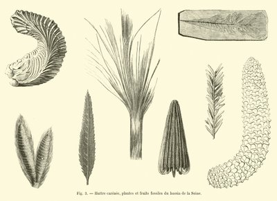 Ostra acanalada, plantas y frutos fósiles de la cuenca del Sena de French School