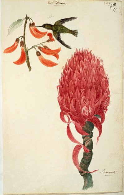 Colibrí (Trochilidae) y piña (Ananas comosus) de French School