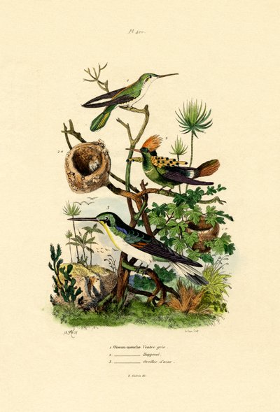 Colibríes de French School