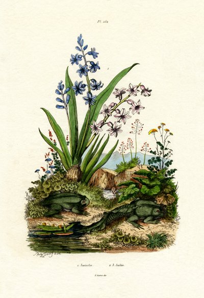 Flor de Jacinto de French School